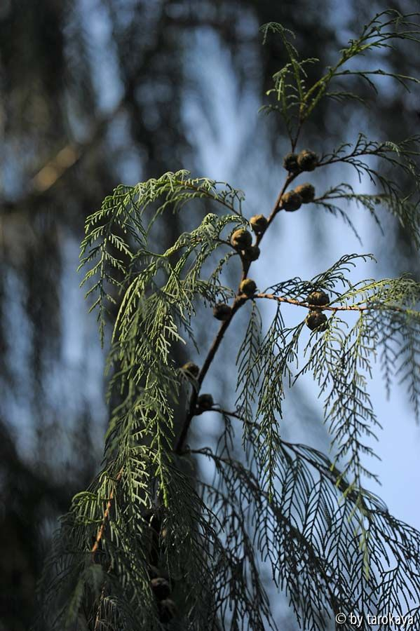 cupressus cashmeriana zweig