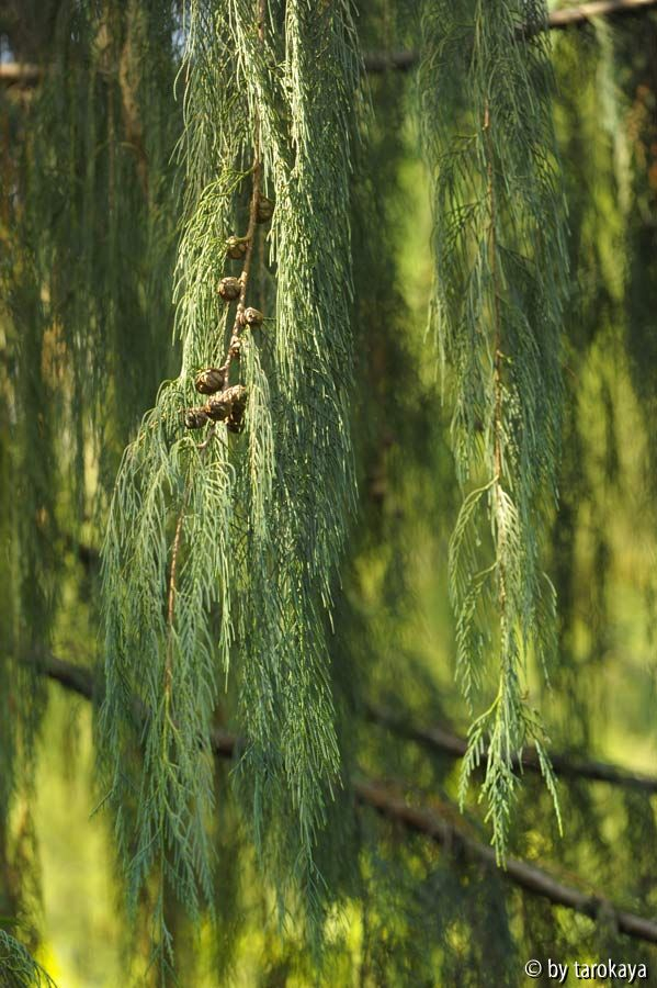 cupressus cashmeriana zweige