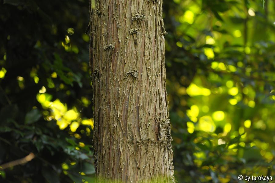 cupressus cashmeriana rinde