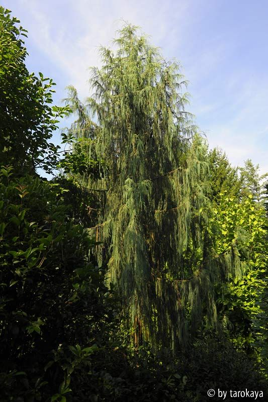 cupressus cashmeriana habitus