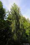 cupressus cashmeriana habitus