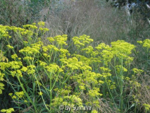 Patrinia leuchtet