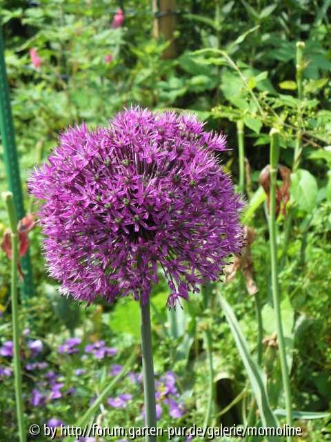 Alium