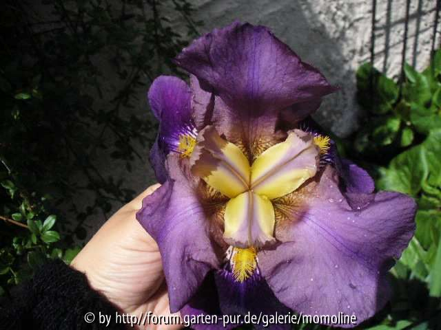 Iris dunkellila