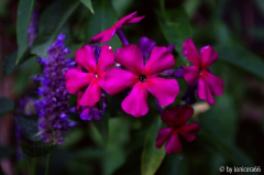 Phlox unbekannt3