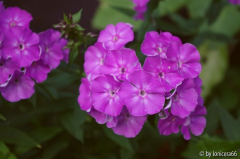 Phlox unbek.2