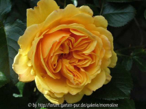 Die erste Rosenblüte in unserem Garten g