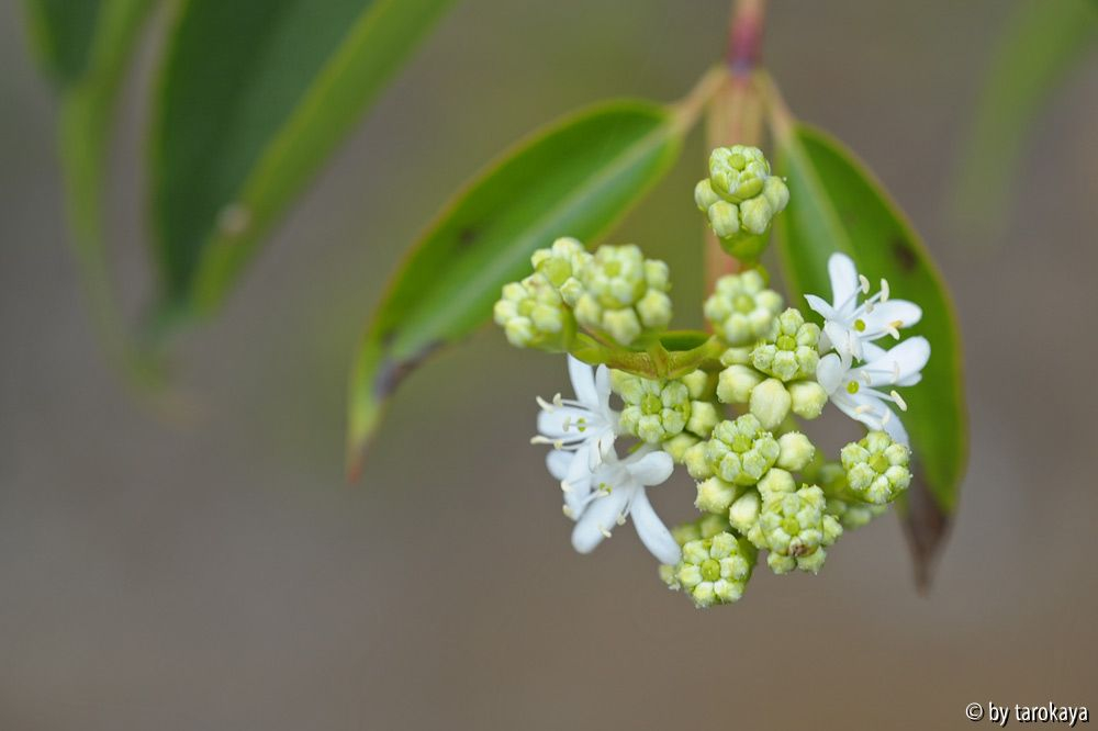 heptacodium13