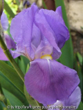 Iris blau
