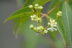 heptacodium 8/13