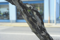 lagerstroemia rinde