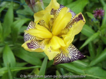 Iris getiegert