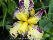 Iris getiegert