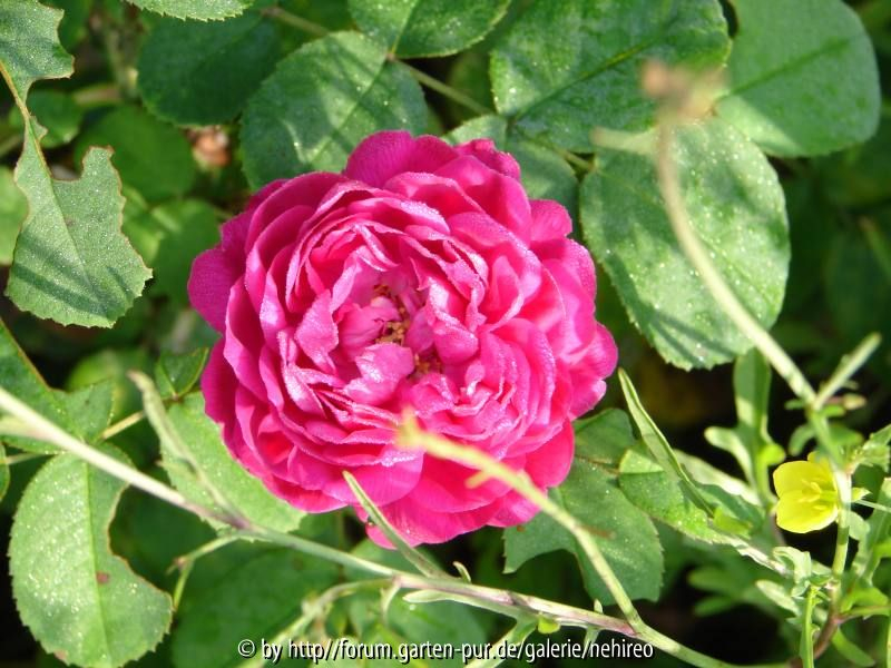 Rose de Resht im Kräuterbeet