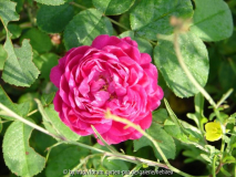 Rose de Resht im Kräuterbeet