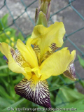 Iris getiegert