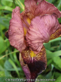 Iris dunkel