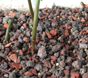 gloriosoides Substrat