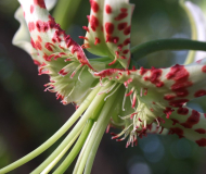 Lilium speciosum var. gloriosoides