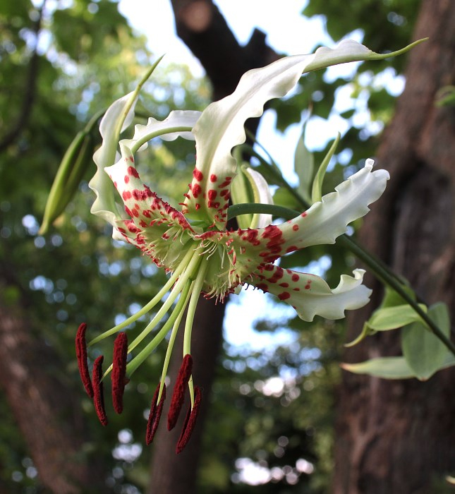 Lilium speciosum var. gloriosoides