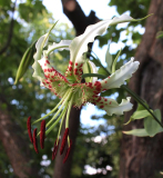 Lilium speciosum var. gloriosoides