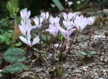 Cyclamen intaminatum