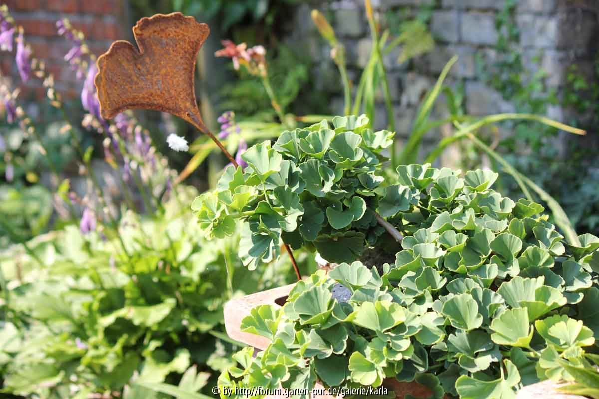 Ginkgo