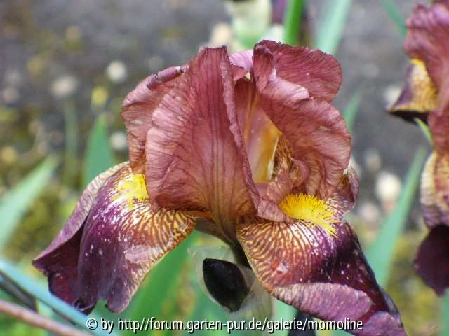Iris dunkel