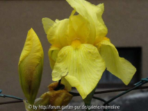 Iris gelb