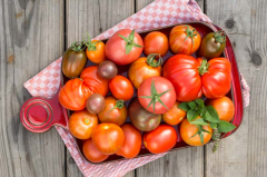 rote_tomaten 1 von 1.jpg