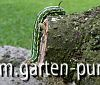 Kiefernschwärmerraupe
