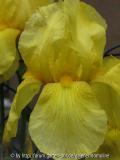 Iris gelb