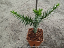 Auracaria araucana September 2013