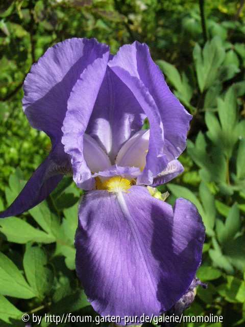 Iris blau