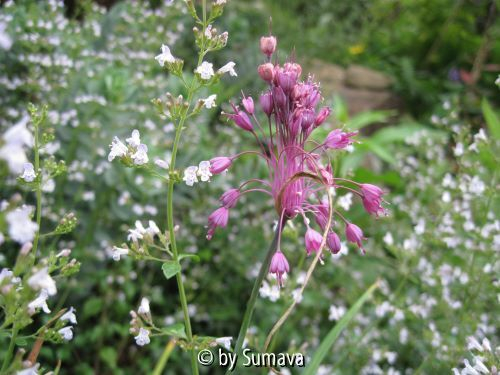 Allium carinatum subsp. pulchellum