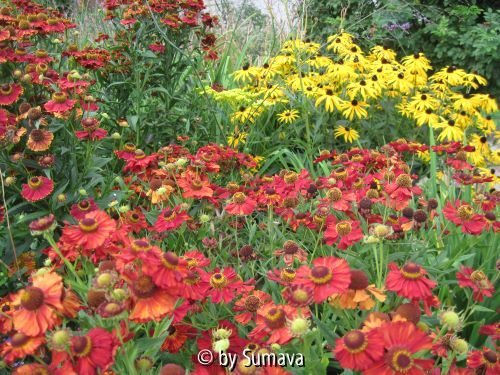 Hellenium mit Rudbeckia