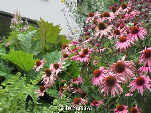 Echinacea im Pulk