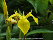 Iris sibirica? gelb
