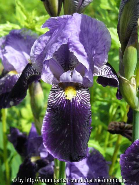 Iris blau/lila