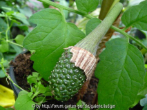 Arisemafrucht