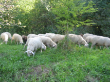 Schafsbesuch.jpg