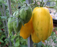Striped yellow roman