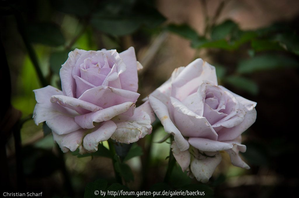 Rose Lagerfeld 1