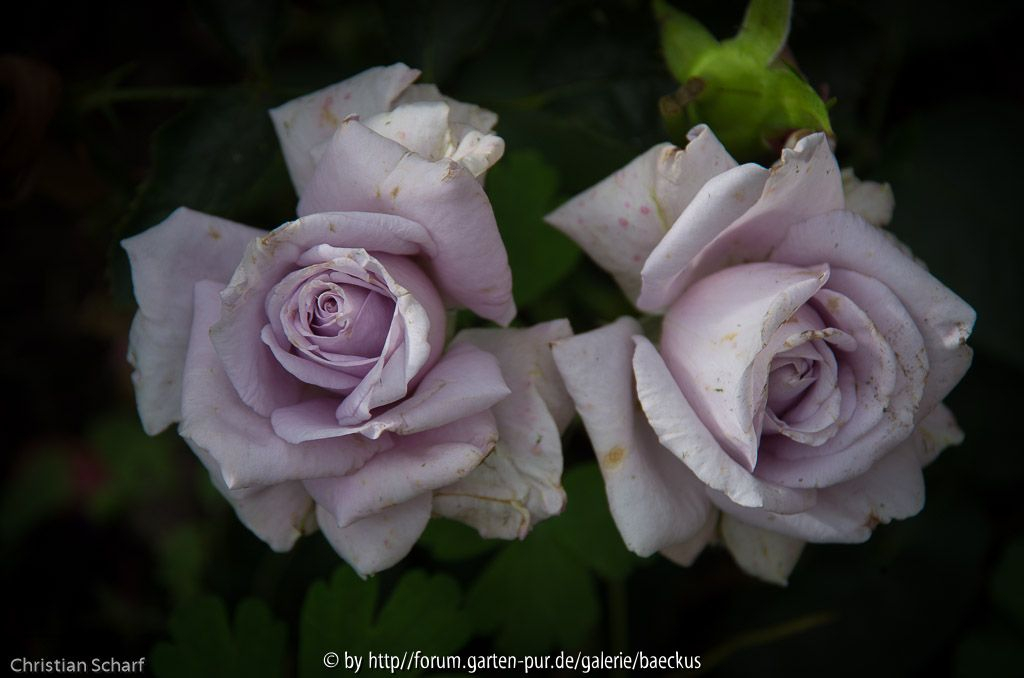 Rose Lagerfeld 2