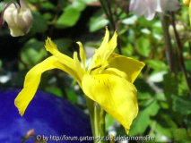 Iris sibirica?gelb