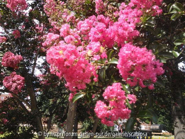 Lagerstroemia