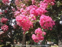 Lagerstroemia
