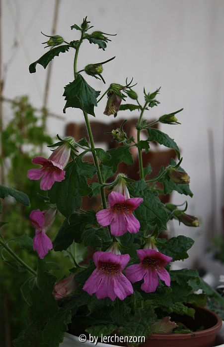 Rehmannia piasezkii
