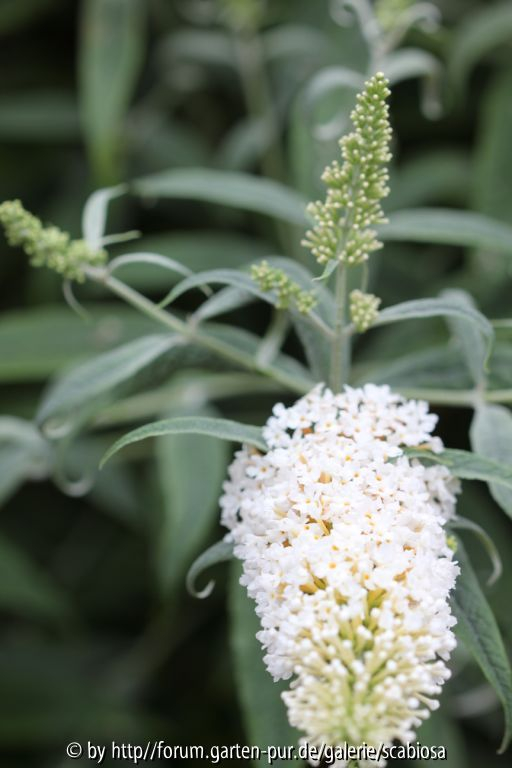 Sommerflieder weiß, kleinwüchsig
