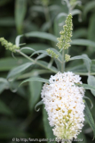 Sommerflieder weiß, kleinwüchsig